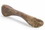 Cretaceous Fossil Crocodyliform (Borealosuchus?) Femur - Wyoming #306849-3